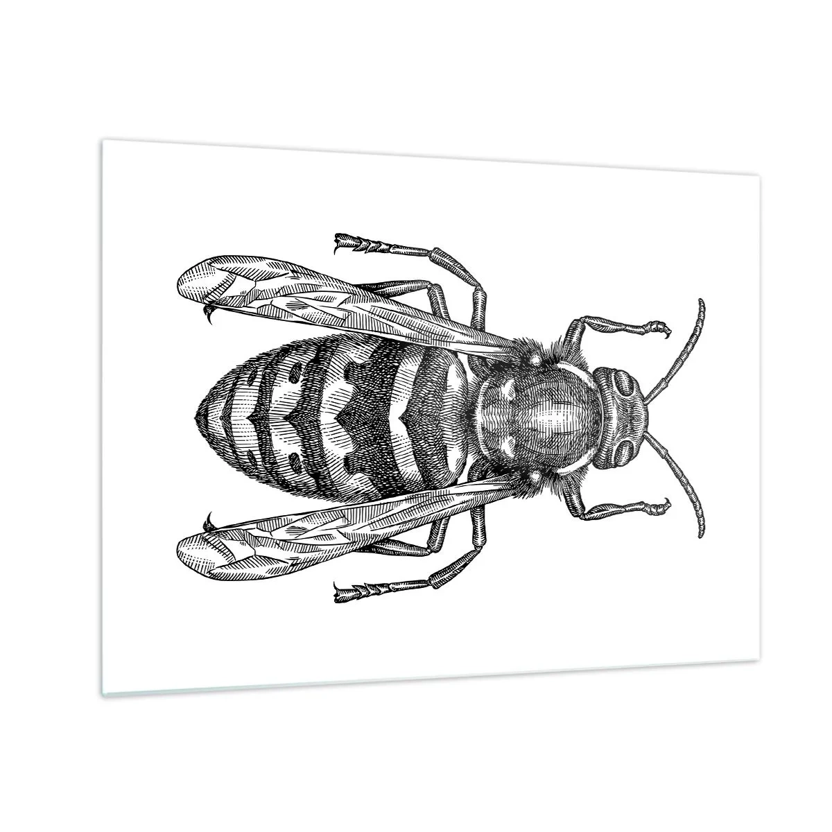 Quadro em vidro - Ilustração retrô em preto e branco de uma vespa em um fundo branco - 70x50cm - De um planeta de insetos - Decoração de parede moderna para a sala de estar e quarto ARTTOR