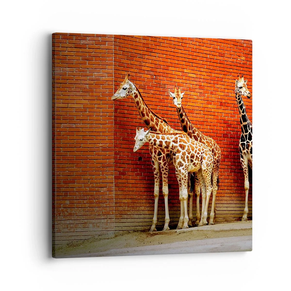 Quadro em tela - Vê alguma acácia? - 40x40 cm