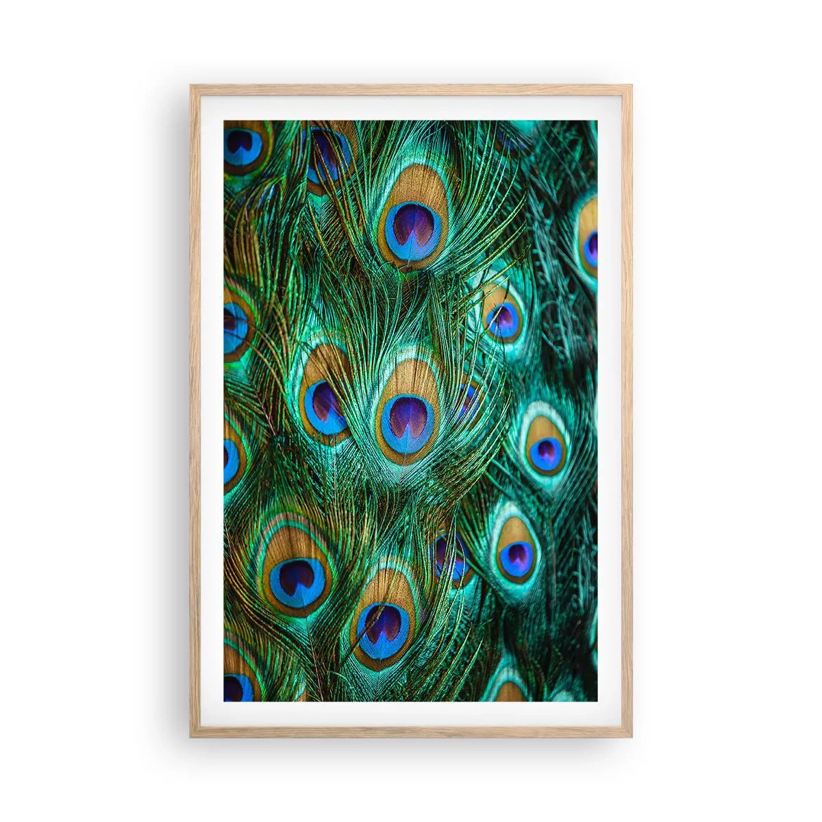 Pôster com moldura de carvalho claro - Um olhar de pavão - 61x91 cm