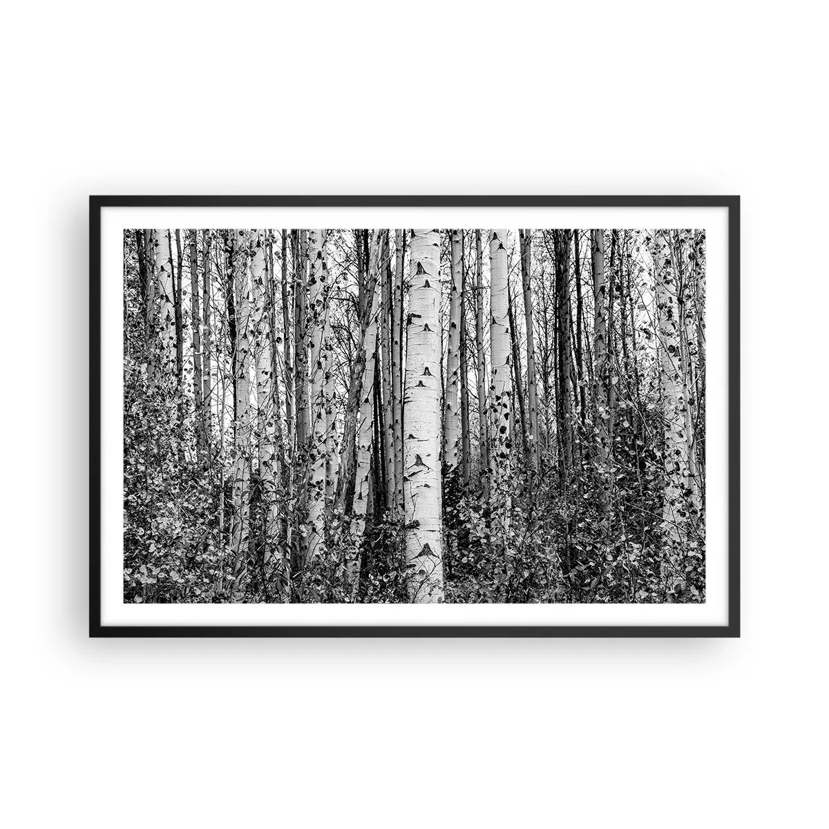 Pôster com moldura preta - Colunata de bétula - 91x61 cm