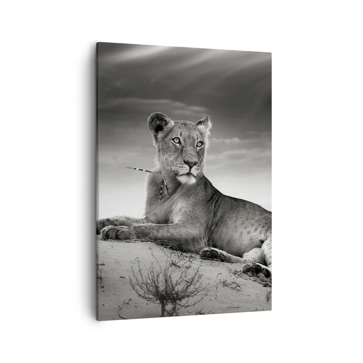 Quadro em tela - Descanso da Rainha do Deserto - 50x70 cm
