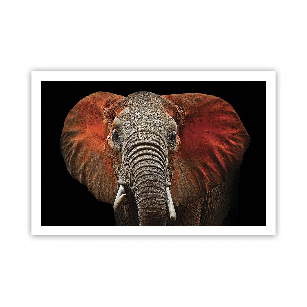 Pôster - Eu sou selvagem, e você? - 91x61 cm