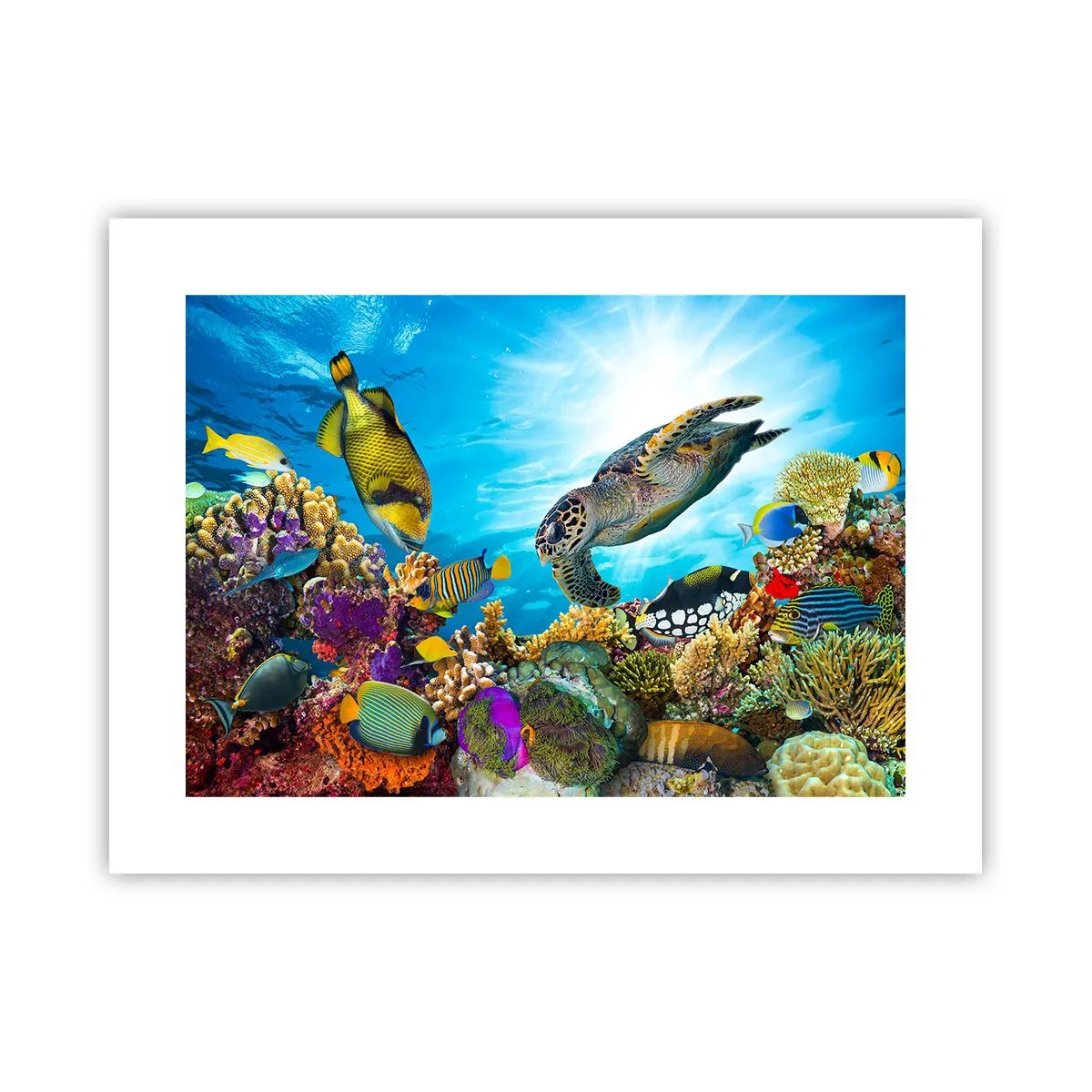 Pôster - Alameda dos corais - 40x30 cm
