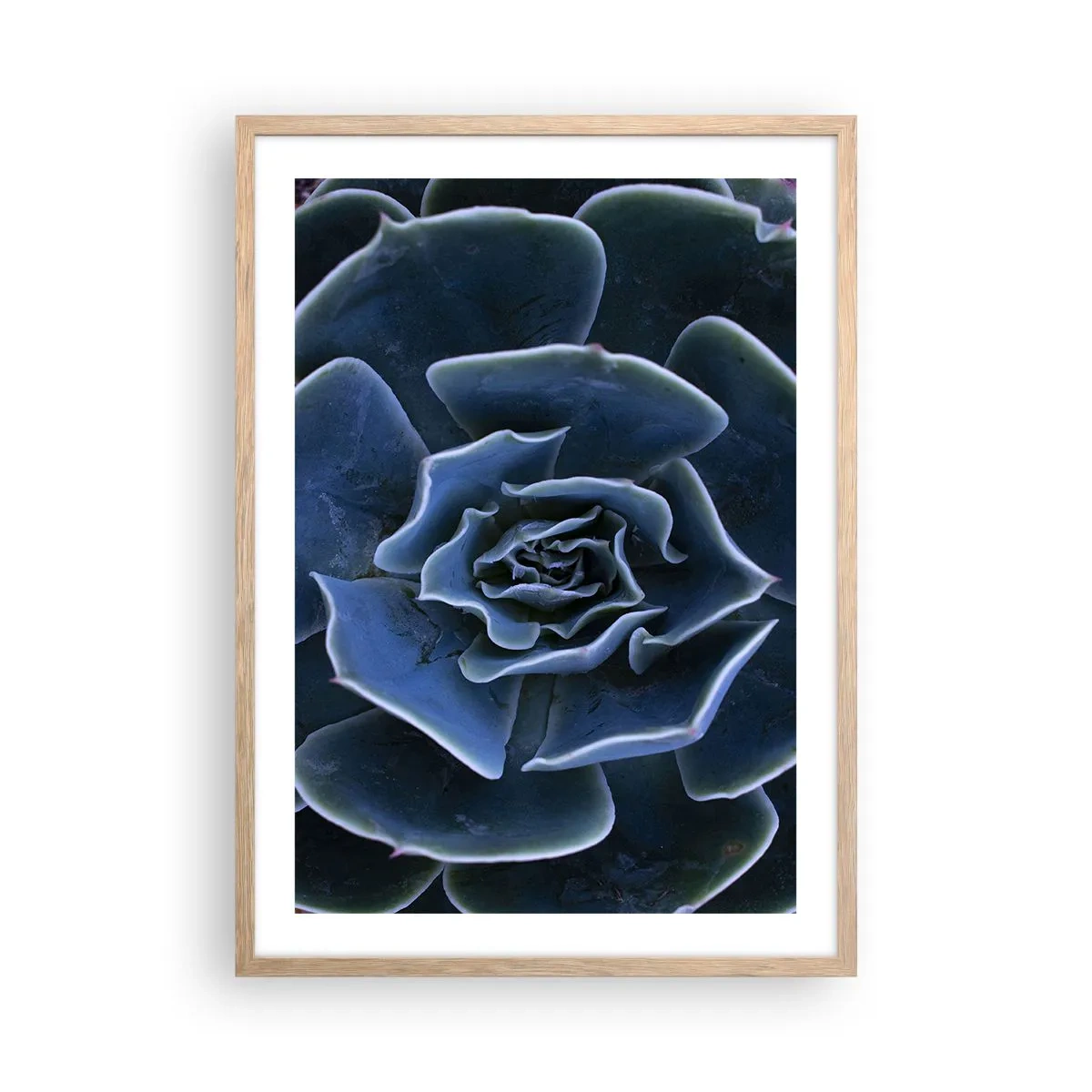 Pôster com moldura de carvalho claro - Flor do deserto - 50x70 cm