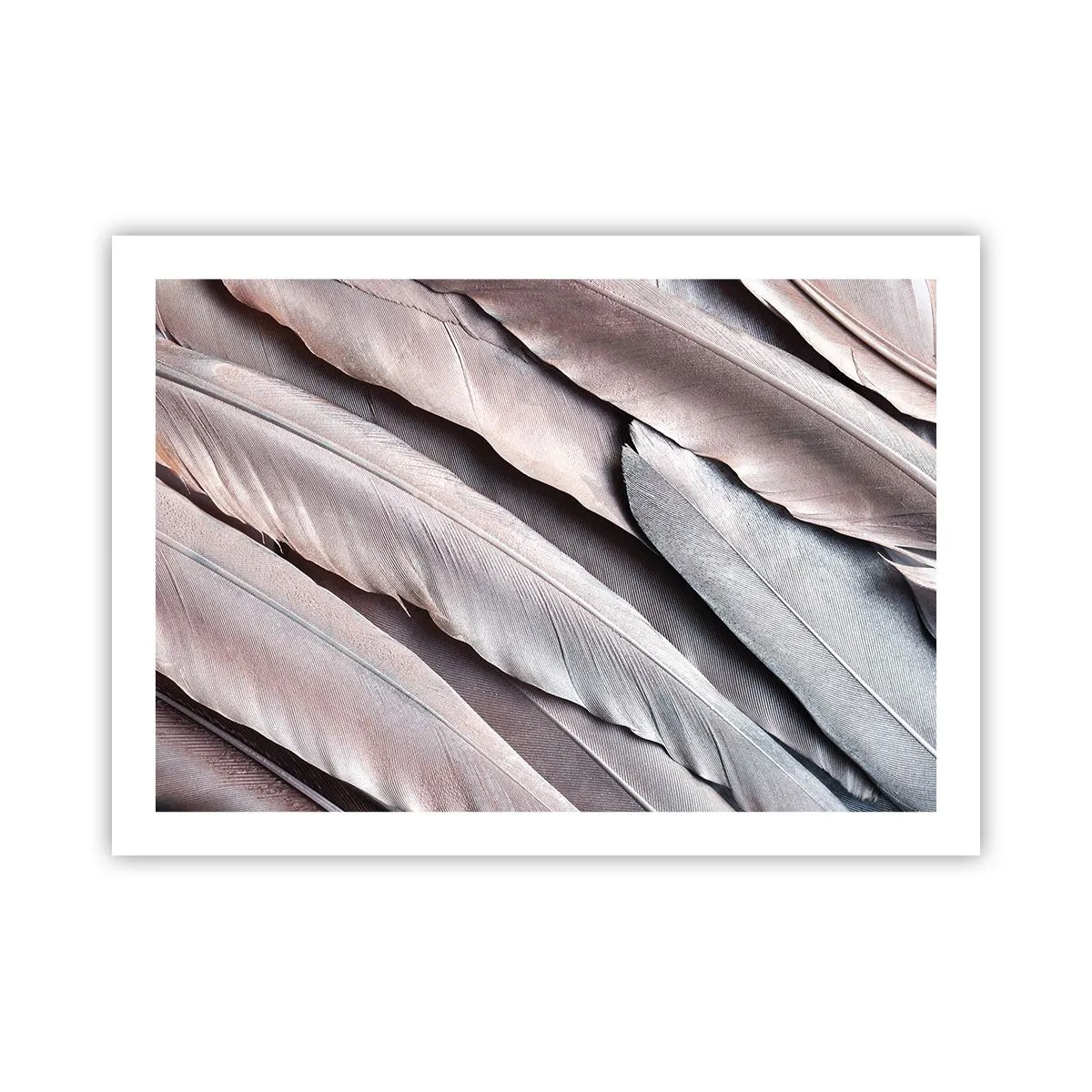 Pôster - Em prateado rosa - 70x50 cm