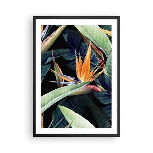 Pôster com moldura preta - Flor exótica de strelitzia em um fundo escuro - 50x70cm - Flores ardentes dos trópicos - Decoração de parede moderna para a sala de estar e quarto ARTTOR