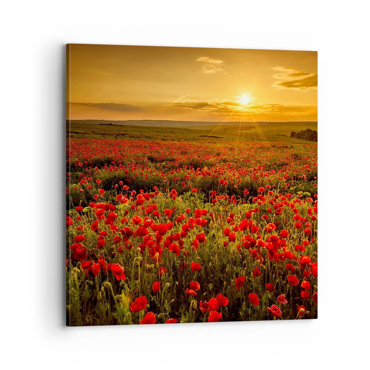 Quadro em tela - Entre o farfalhar da onda de prados, entre o dilúvio das flores - 70x70 cm
