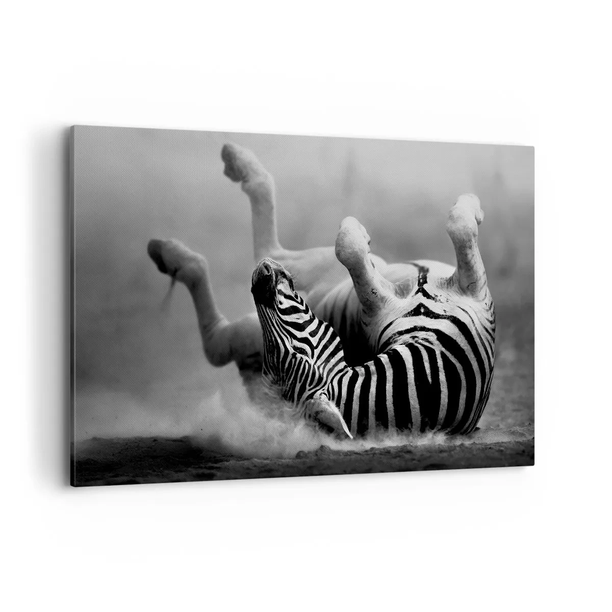 Quadro em tela - Vai dar zebra - 120x80 cm