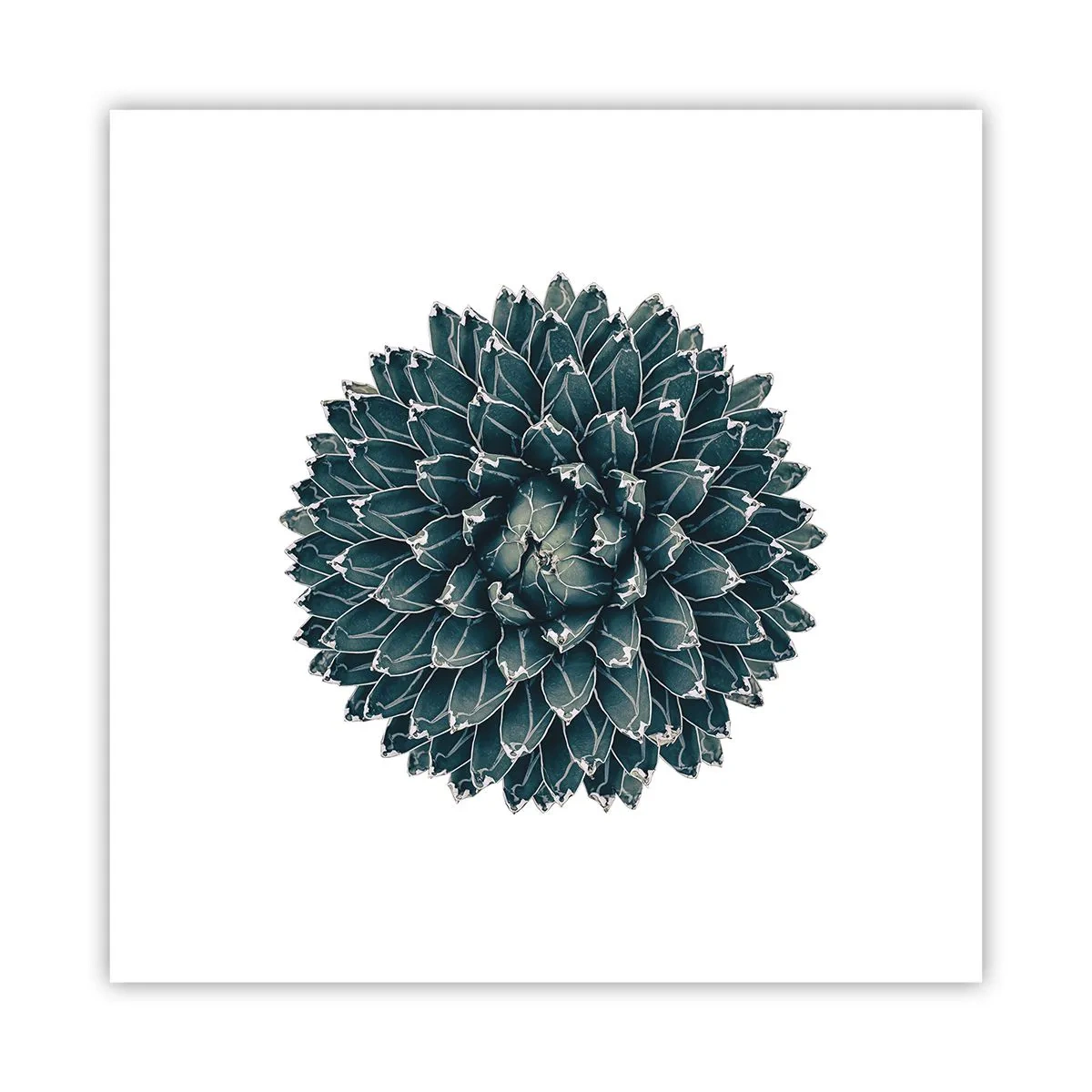 Pôster - Estrela do Deserto - 30x30 cm