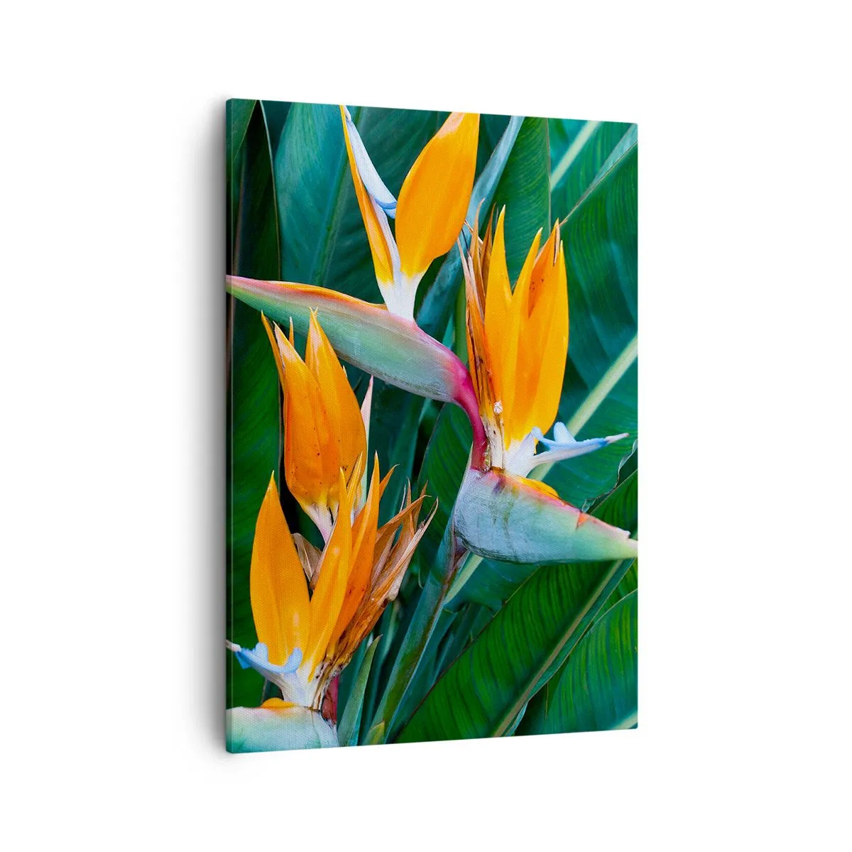 Quadro em tela - É uma flor ou é um pássaro? - 50x70 cm