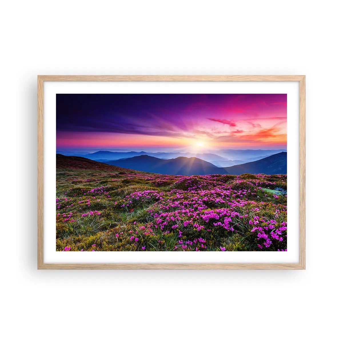 Pôster com moldura de carvalho claro - Campo cheiroso - 70x50 cm