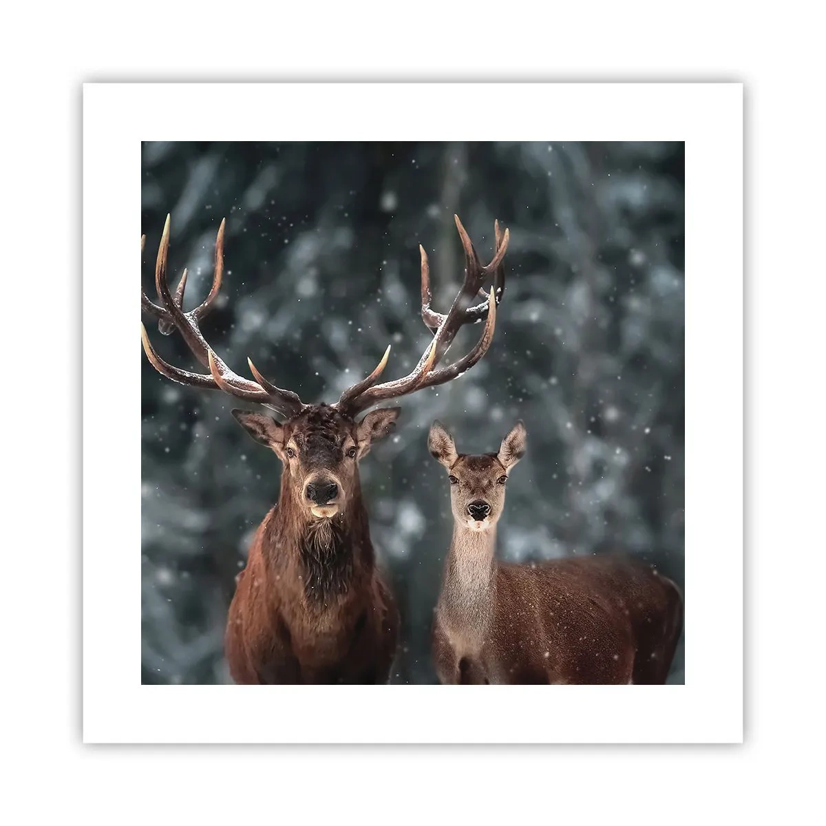 Pôster - O senhor da floresta com sua esposa - 40x40 cm