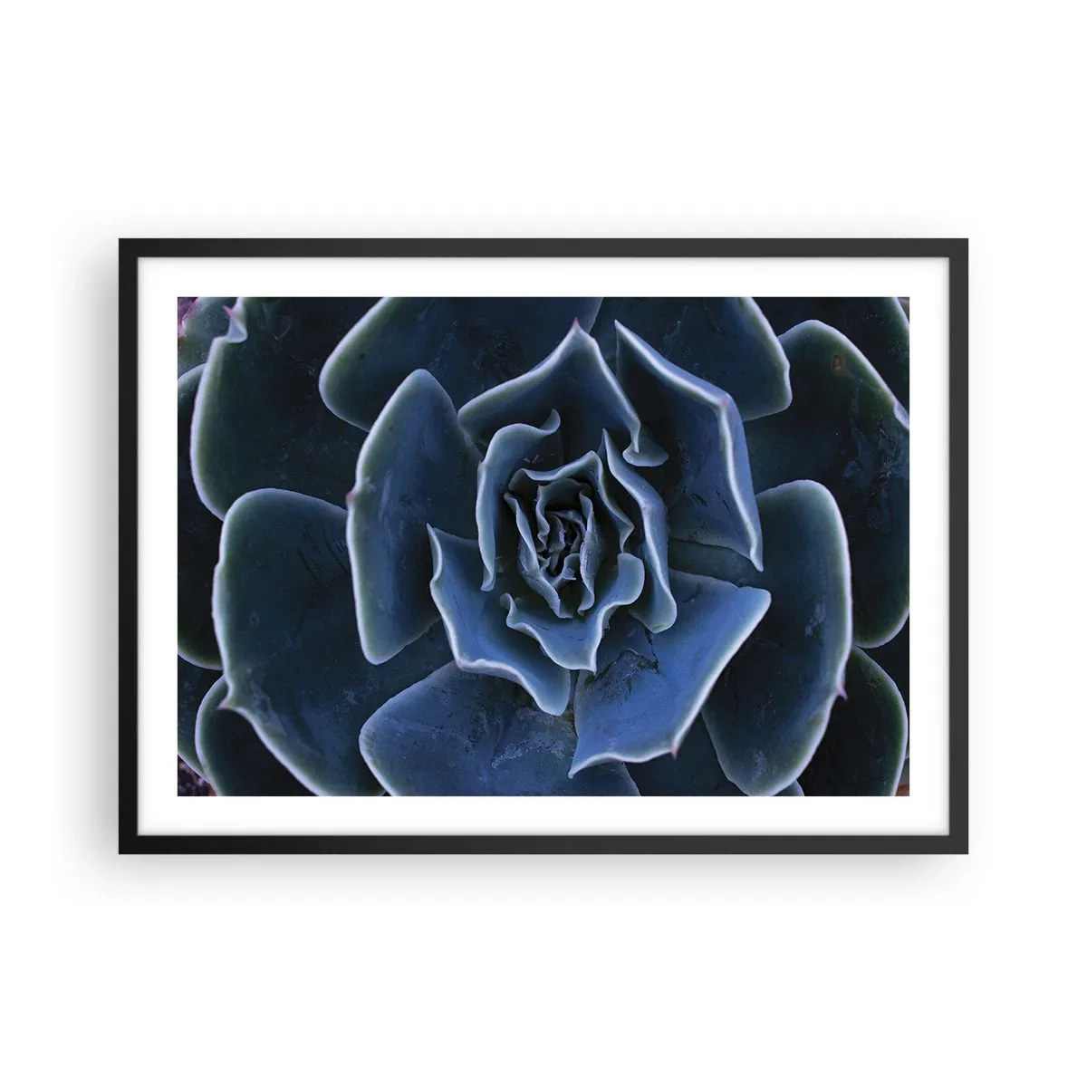 Pôster com moldura preta - Flor do deserto - 70x50 cm