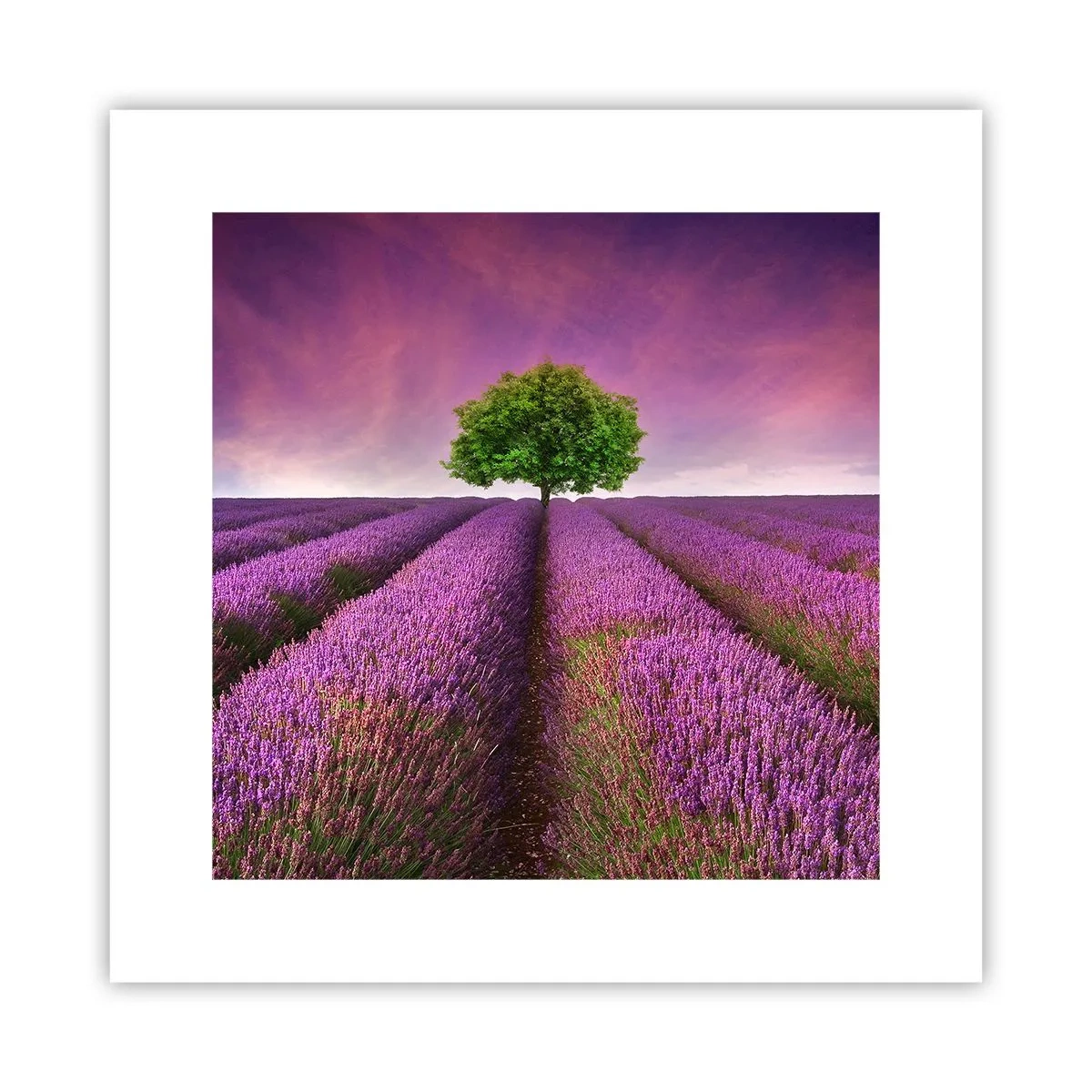 Pôster - Nos campos de lavanda - 30x30 cm