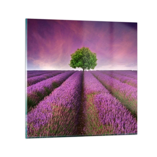 Quadro em vidro - Nos campos de lavanda - 30x30 cm