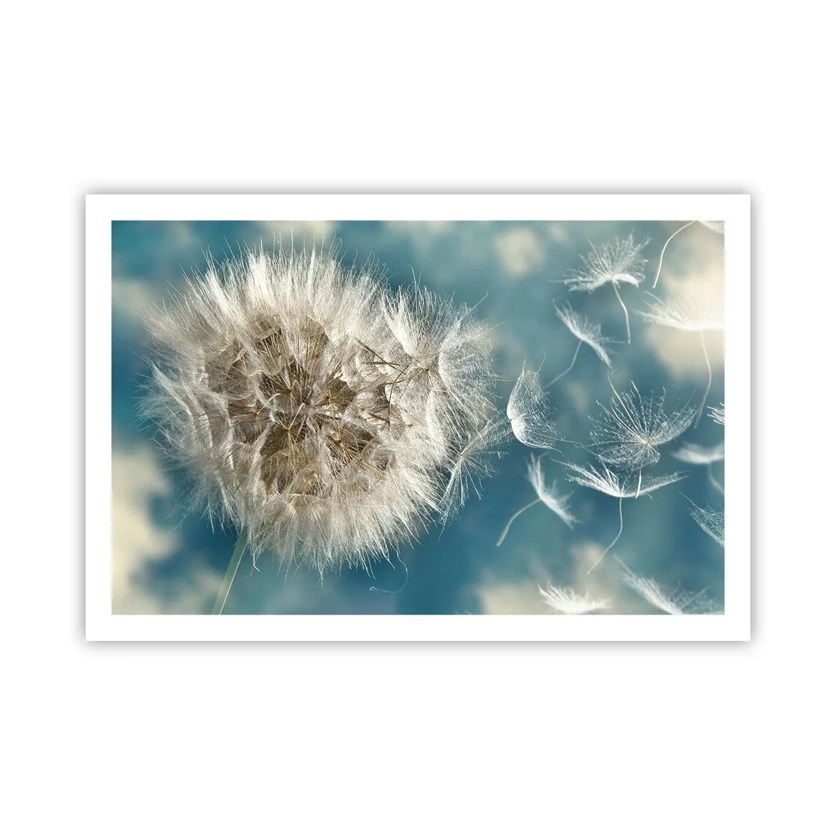 Pôster - Respiração de um anjo - 91x61 cm