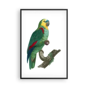 Pôster com moldura preta - Retrato de papagaio - 61x91 cm