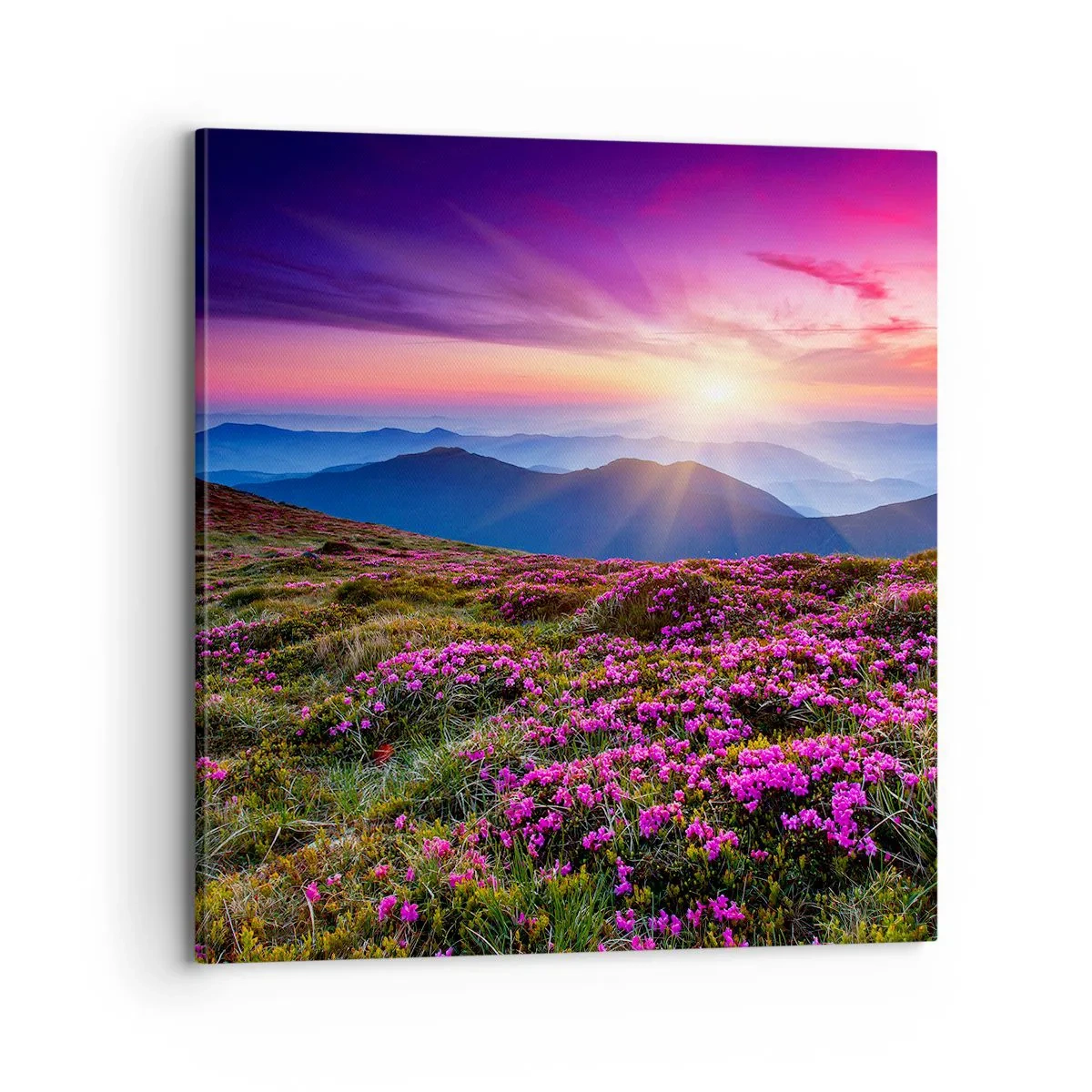 Quadro em tela - Campo cheiroso - 70x70 cm