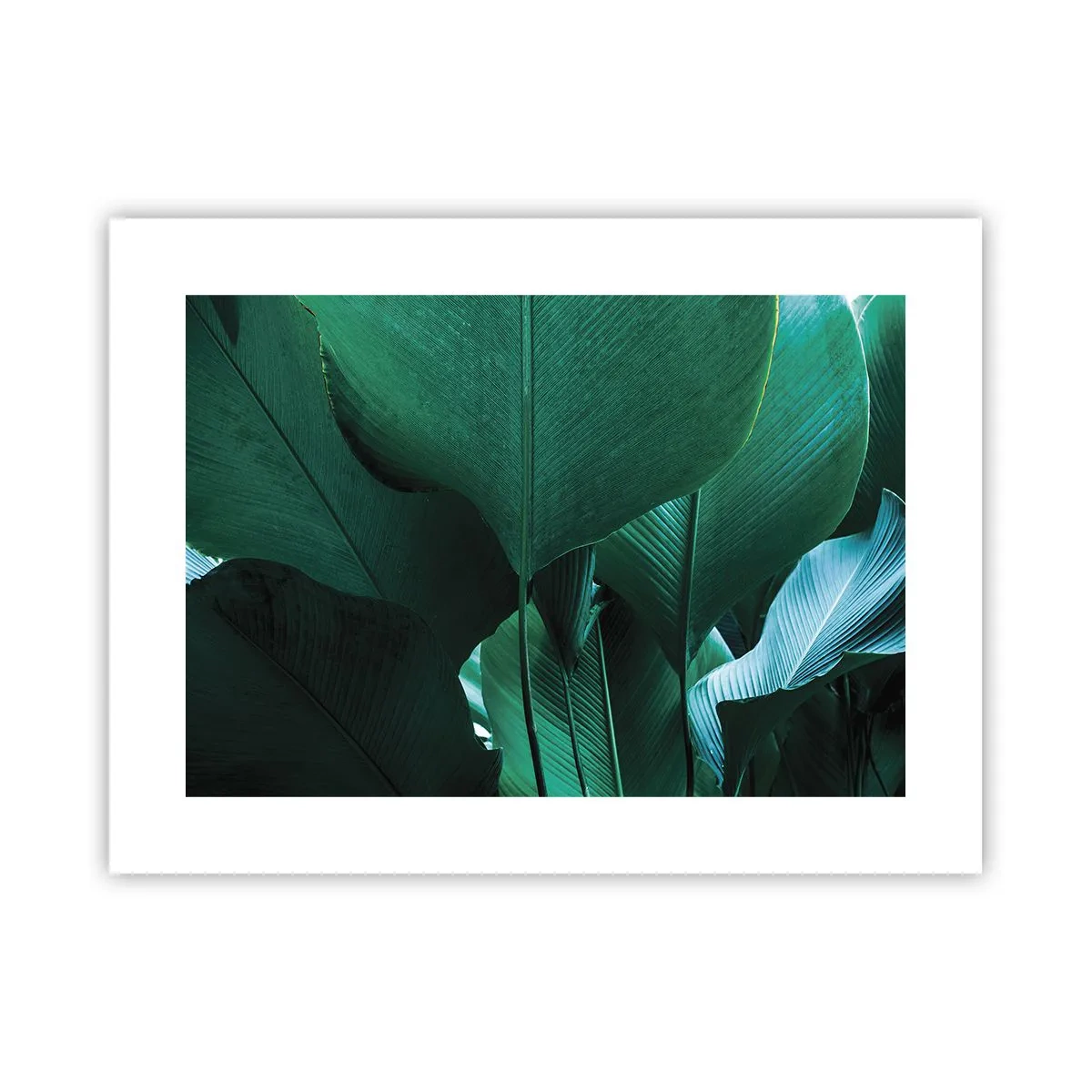 Pôster - De frente para a luz - 40x30 cm