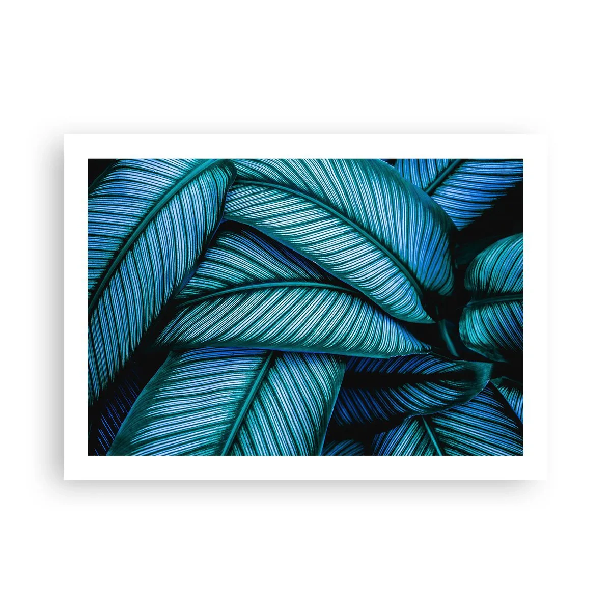 Pôster - Linhas de vida - 70x50 cm