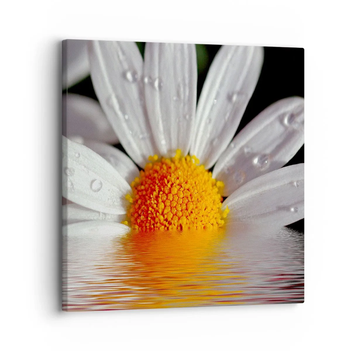 Quadro em tela - As margaridas do sol nascente - 30x30 cm