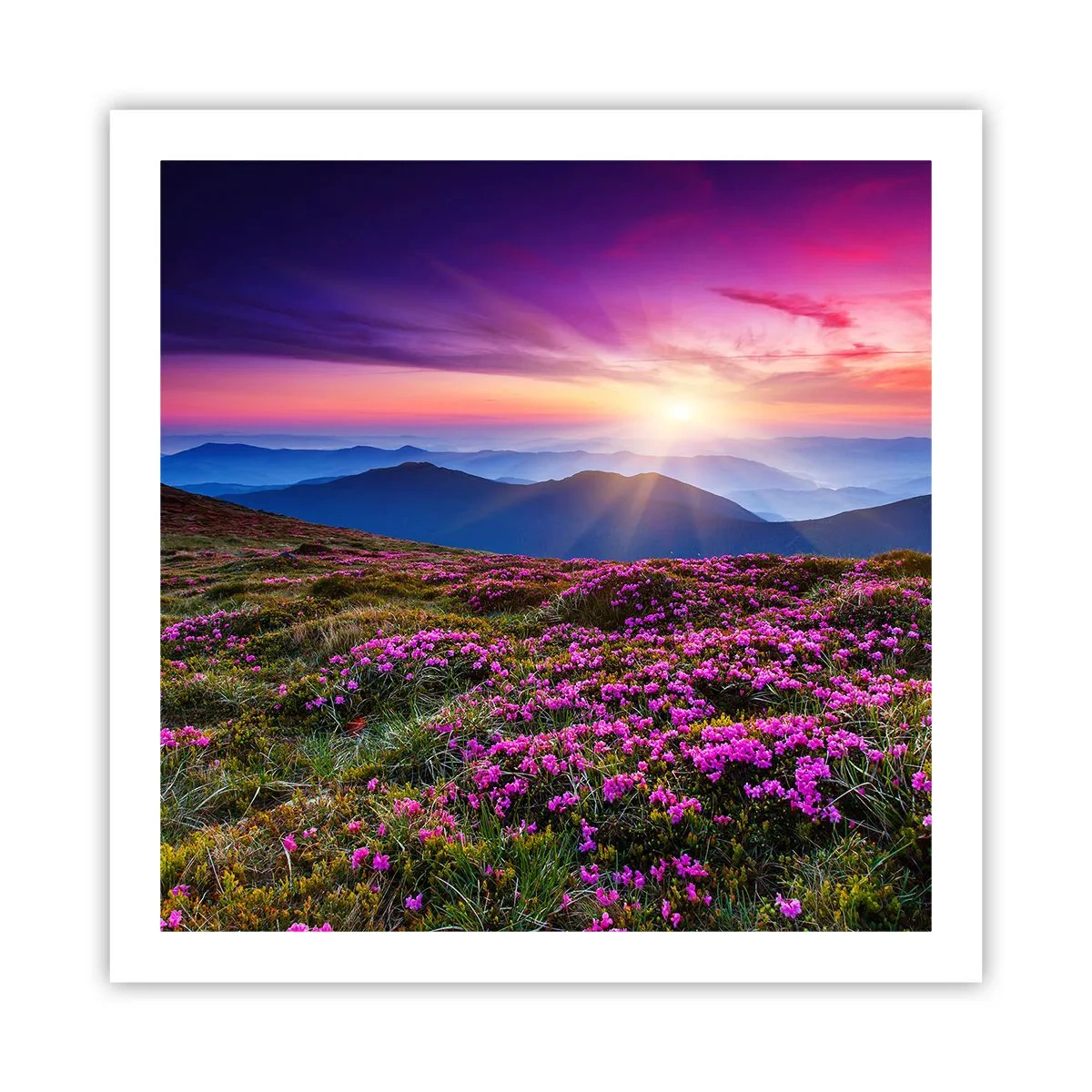 Pôster - Campo cheiroso - 60x60 cm