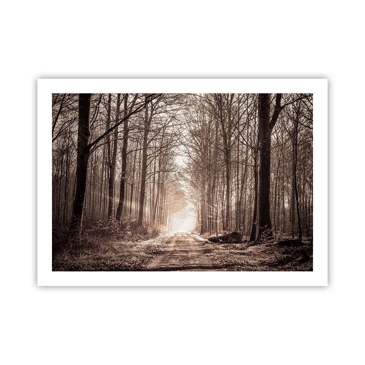 Pôster - Catedral na Floresta - 70x50 cm