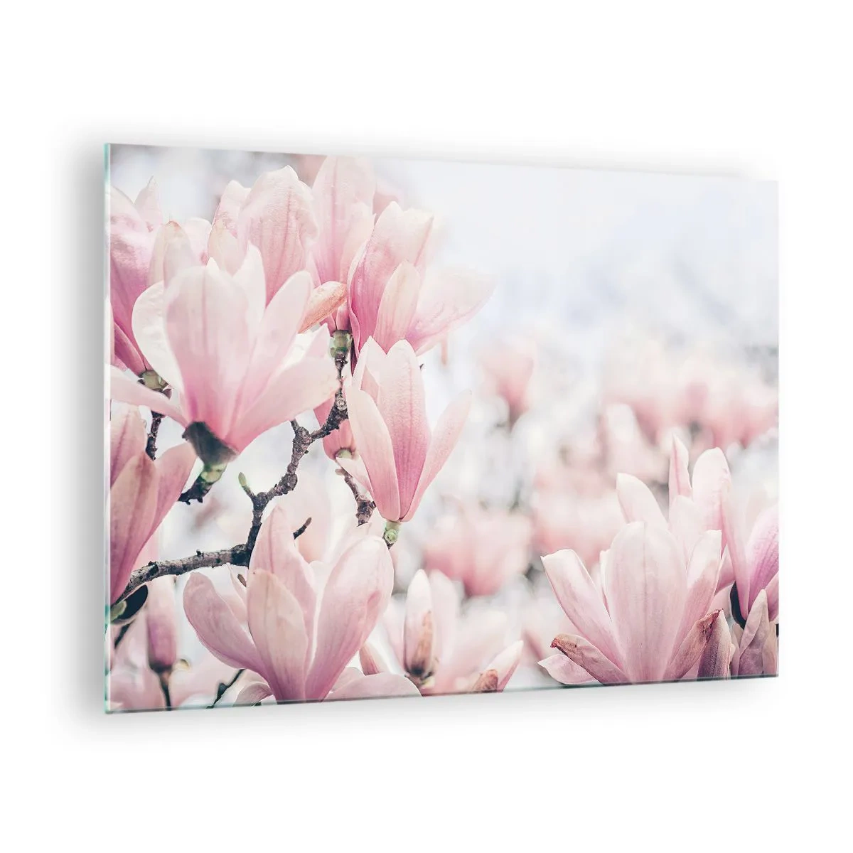 Quadro em vidro - Magnólias rosa delicadas sobre fundo claro - 70x50cm - O ideal da subtileza - Decoração de parede moderna para a sala de estar e quarto ARTTOR
