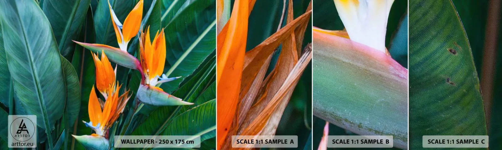 Amostra de papel de parede autocolante Deluxe Sticker - É uma flor ou é um pássaro? - Strelitzia real, Flor, África - 100x30 cm