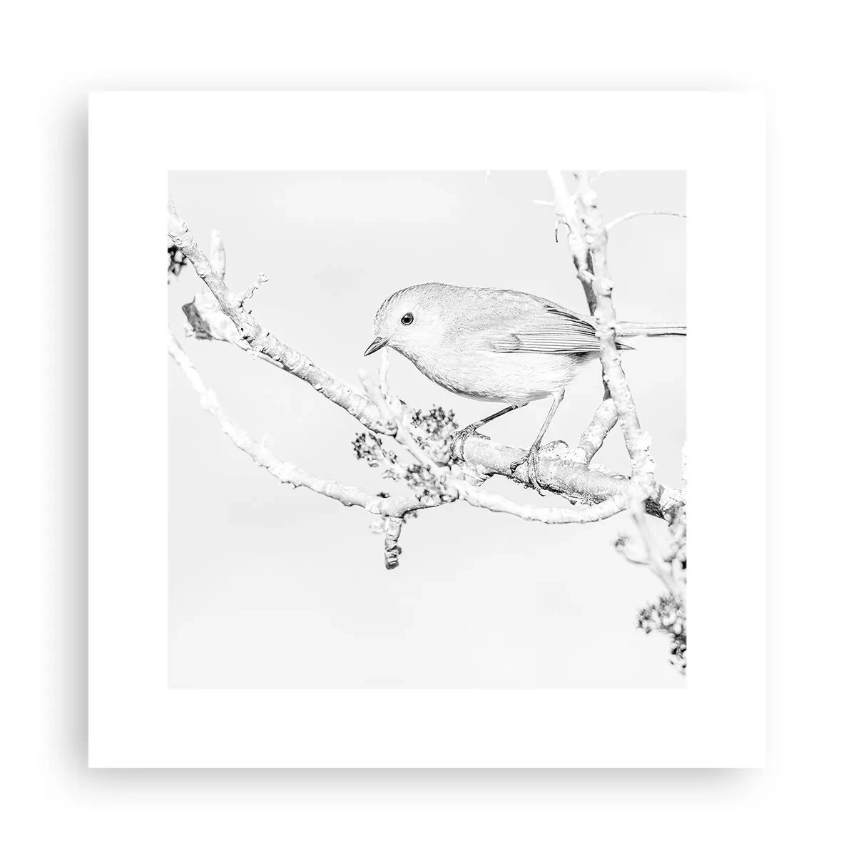 Pôster - Manhã de inverno - 30x30 cm