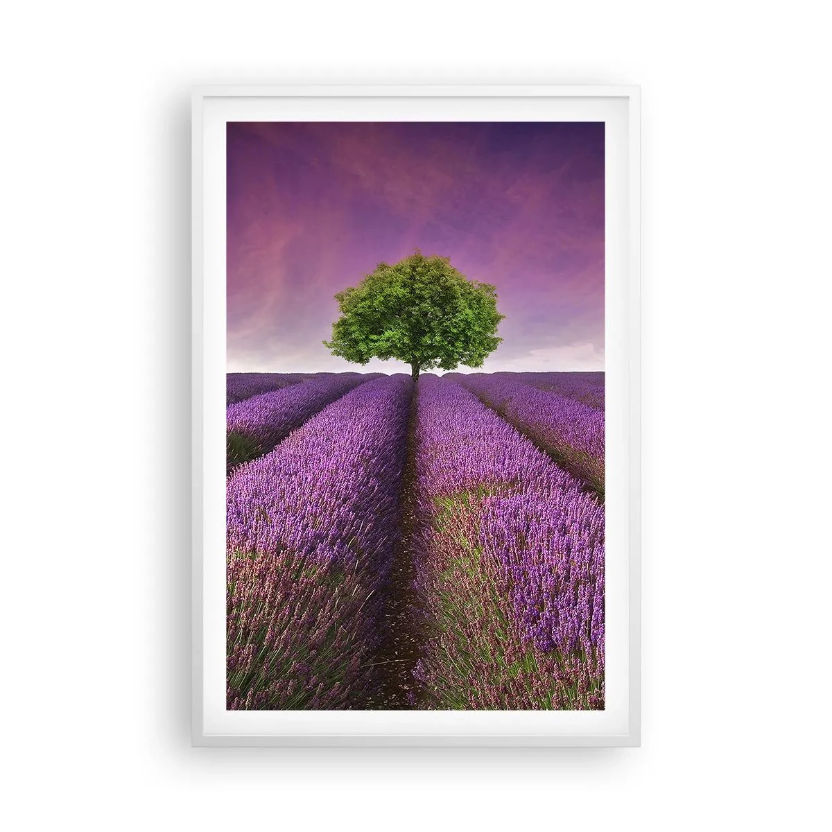 Pôster em moldura branca - Nos campos de lavanda - 61x91 cm