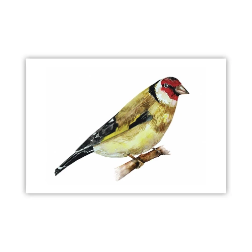 Pôster - Retrato de um pássaro - 91x61 cm