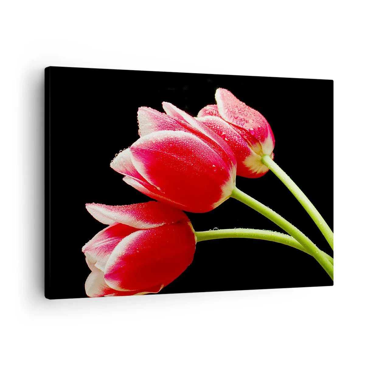 Quadro em tela - Tulipas vermelhas com gotas de orvalho em um fundo preto - 70x50cm - A promessa do amor puro - Decoração de parede moderna para a sala de estar e quarto ARTTOR