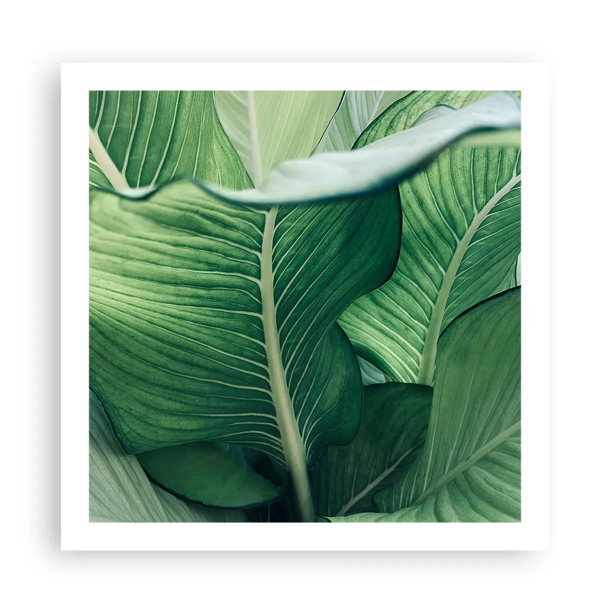 Pôster - Vida intensamente verde - 60x60 cm