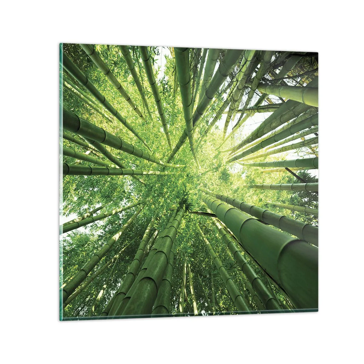 Quadro em vidro - Em um bosque de bambu - 70x70 cm