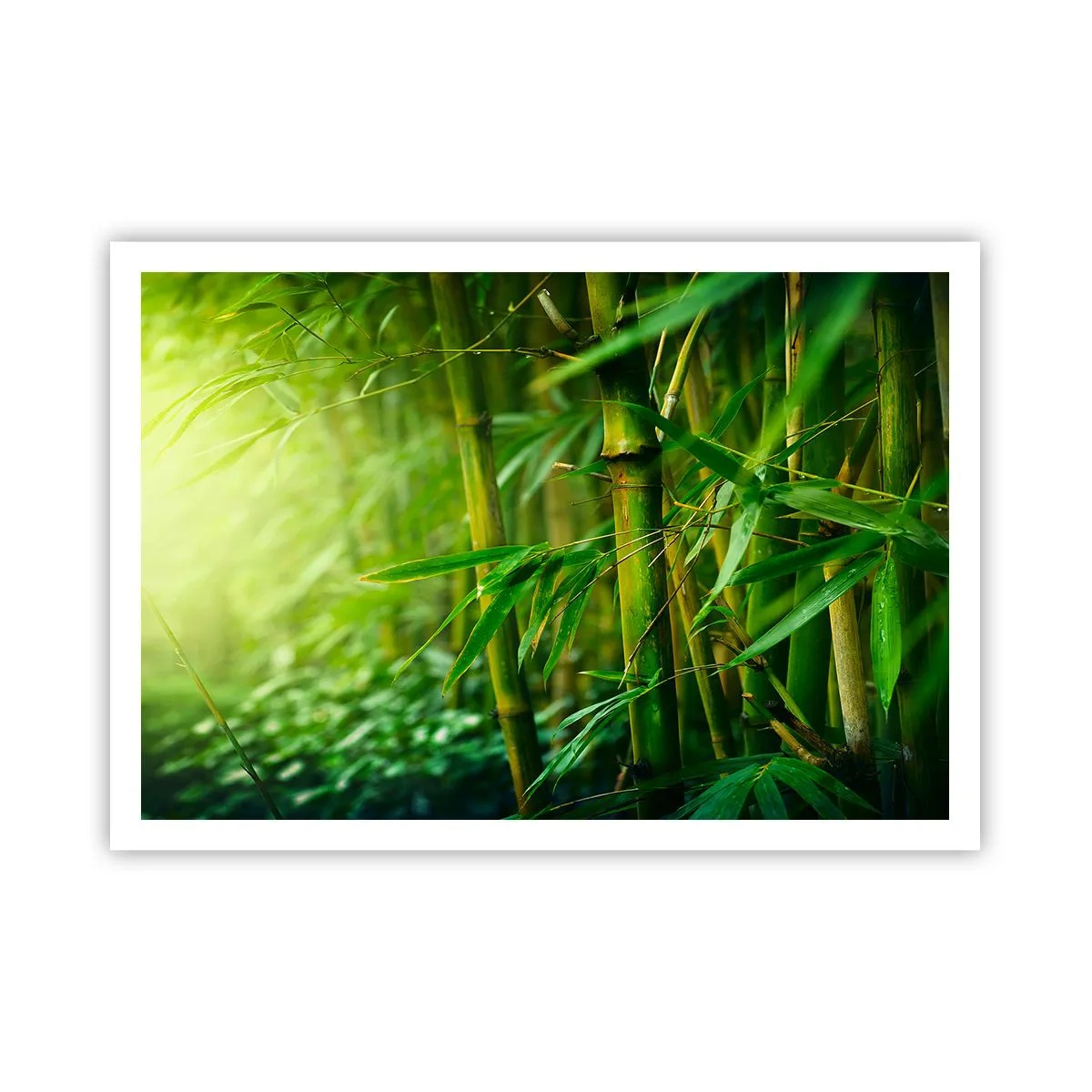 Pôster - Conheça a vegetação - 100x70 cm