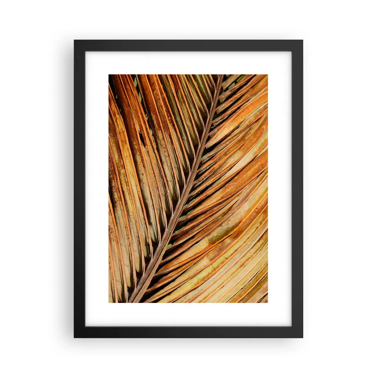 Pôster com moldura preta - Ouro de coco - 30x40 cm