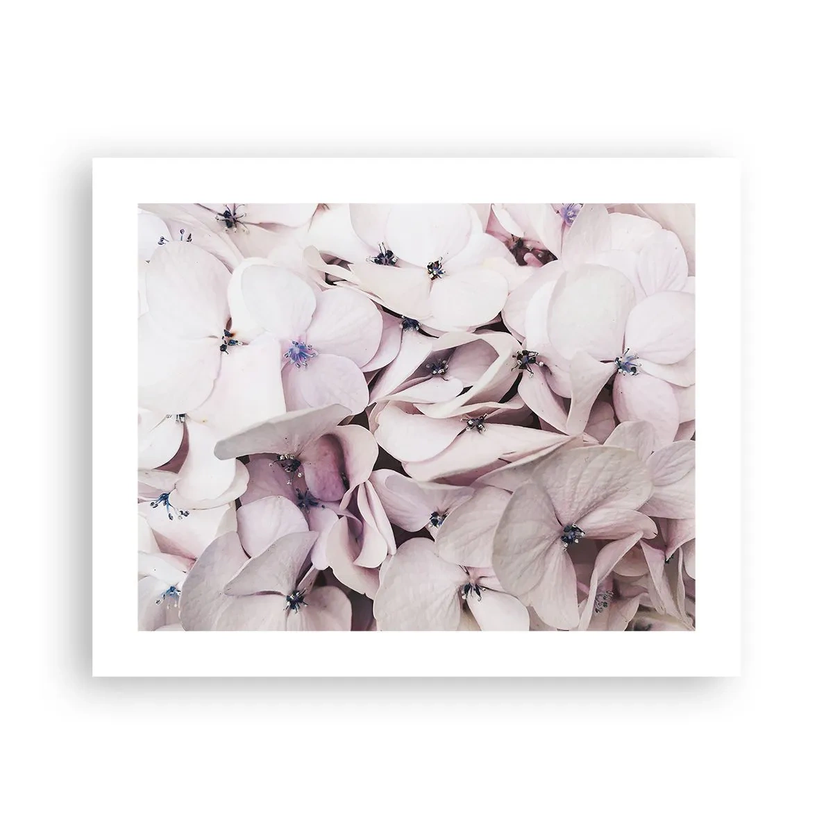 Pôster - Em uma inundação de flores - 50x40 cm