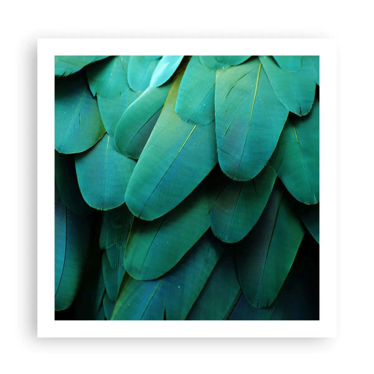 Pôster - Precisão de papagaio - 60x60 cm