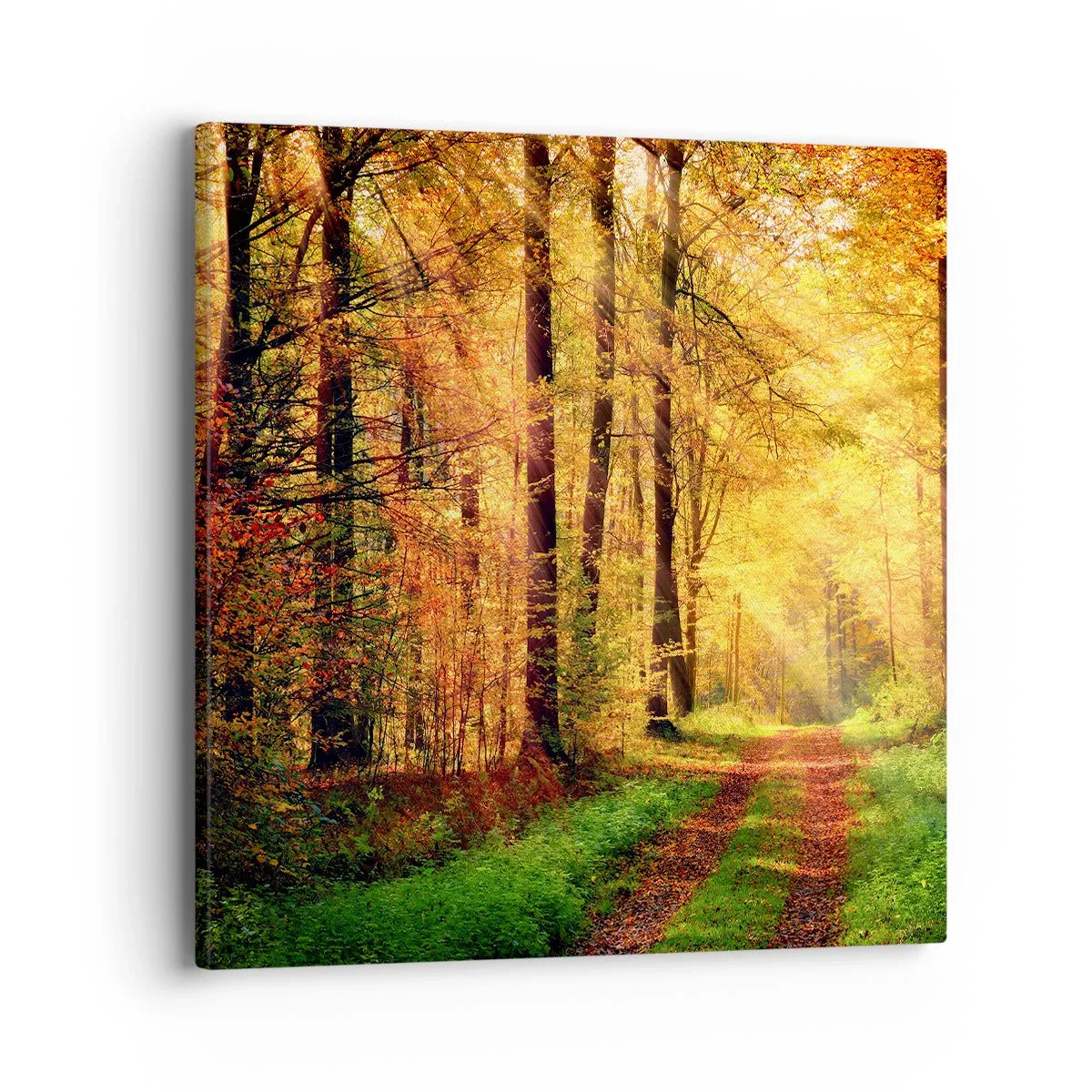 Quadro em tela - Silêncio dourado da floresta - 40x40 cm
