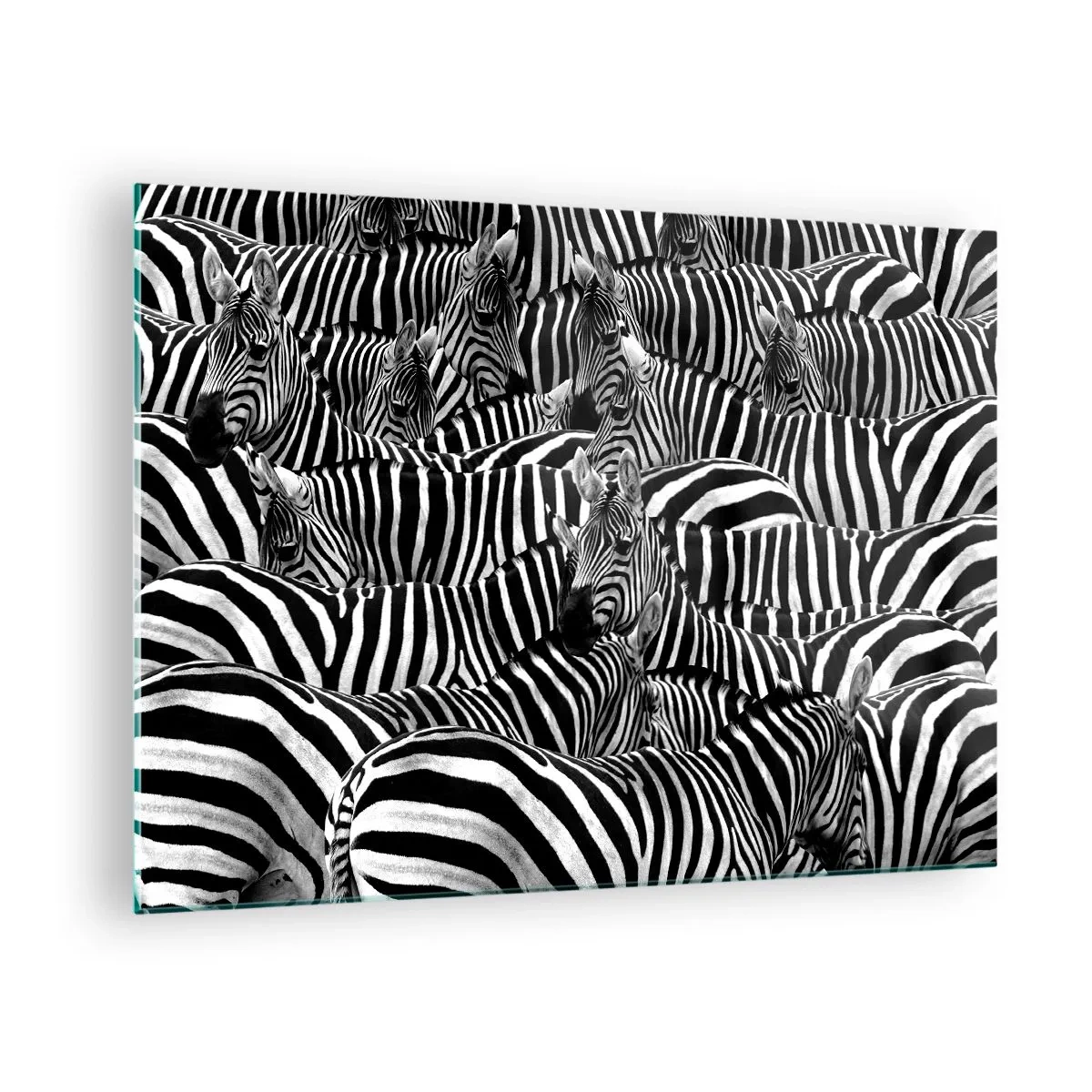 Quadro em vidro - Uma manada de zebras em monocromático - 70x50cm - Retrato de grupo em listras - Decoração de parede moderna para a sala de estar e quarto ARTTOR