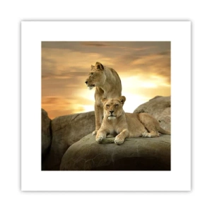 Pôster - Majestade real - 30x30 cm