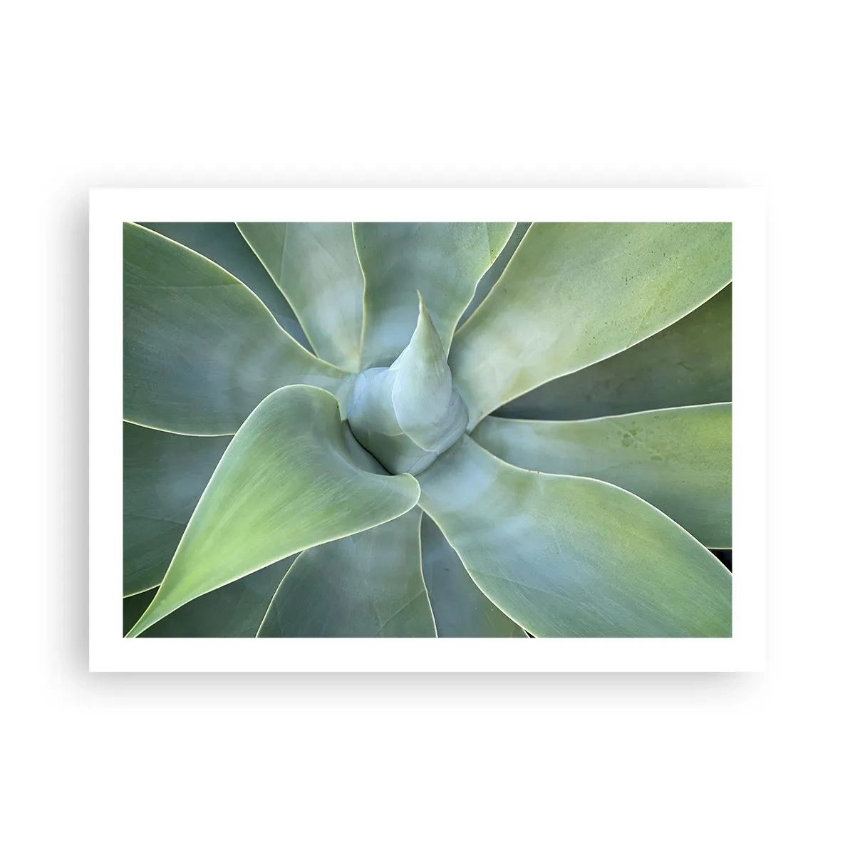 Pôster - O nascimento da vegetação - 70x50 cm