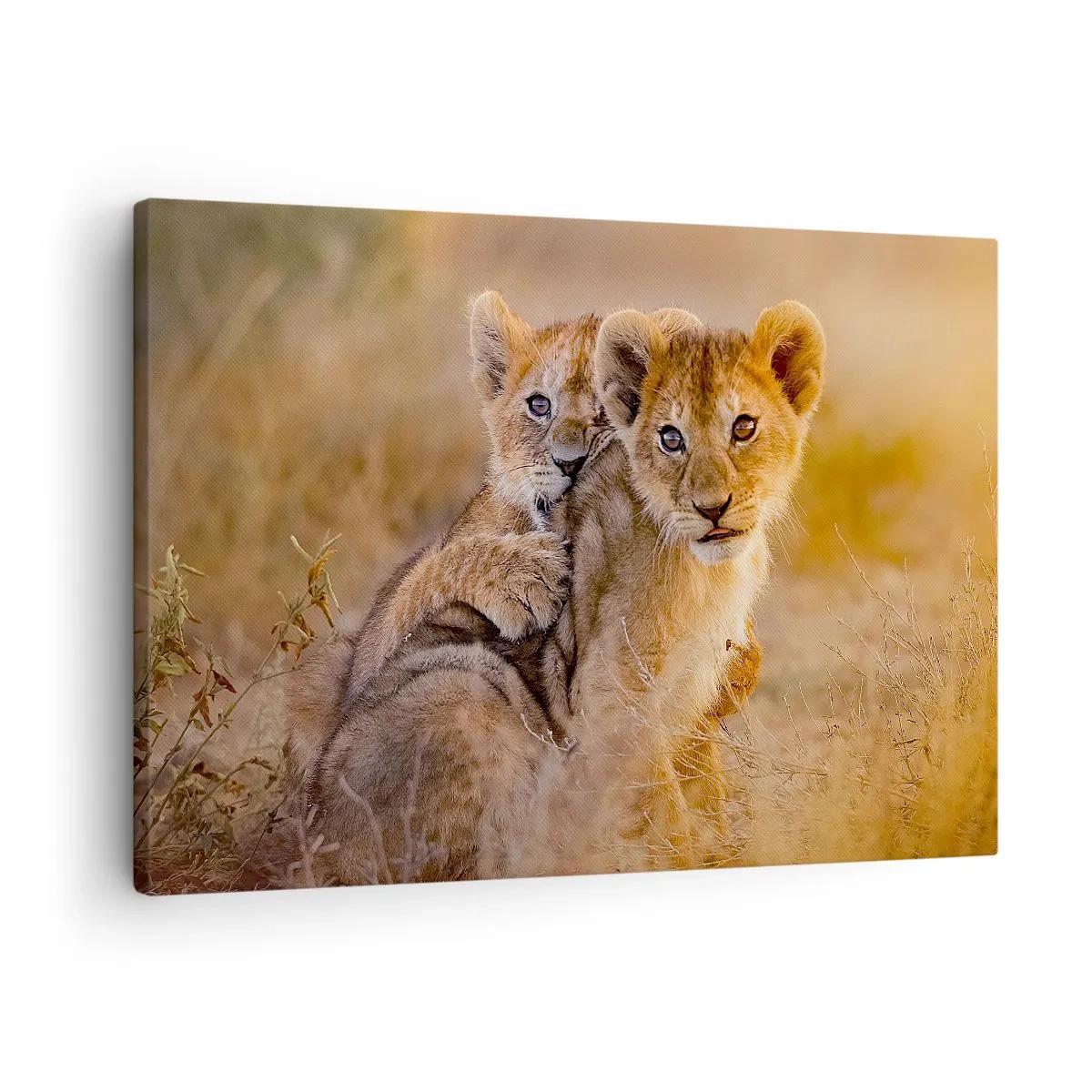 Quadro em tela - Adoráveis filhotes de leão em seu ambiente natural - 70x50cm - Não perturbe! Estamos a divertir-nos - Decoração de parede moderna para a sala de estar e quarto ARTTOR
