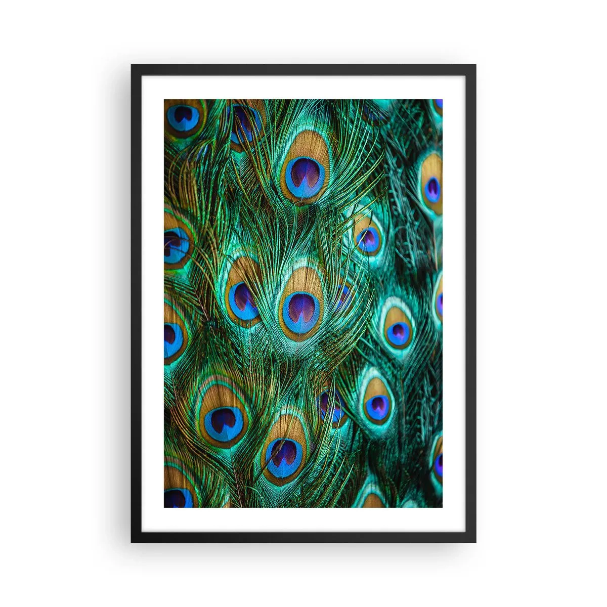 Pôster com moldura preta - Penas de pavão em cores intensas - 50x70cm - Um olhar de pavão - Decoração de parede moderna para a sala de estar e quarto ARTTOR