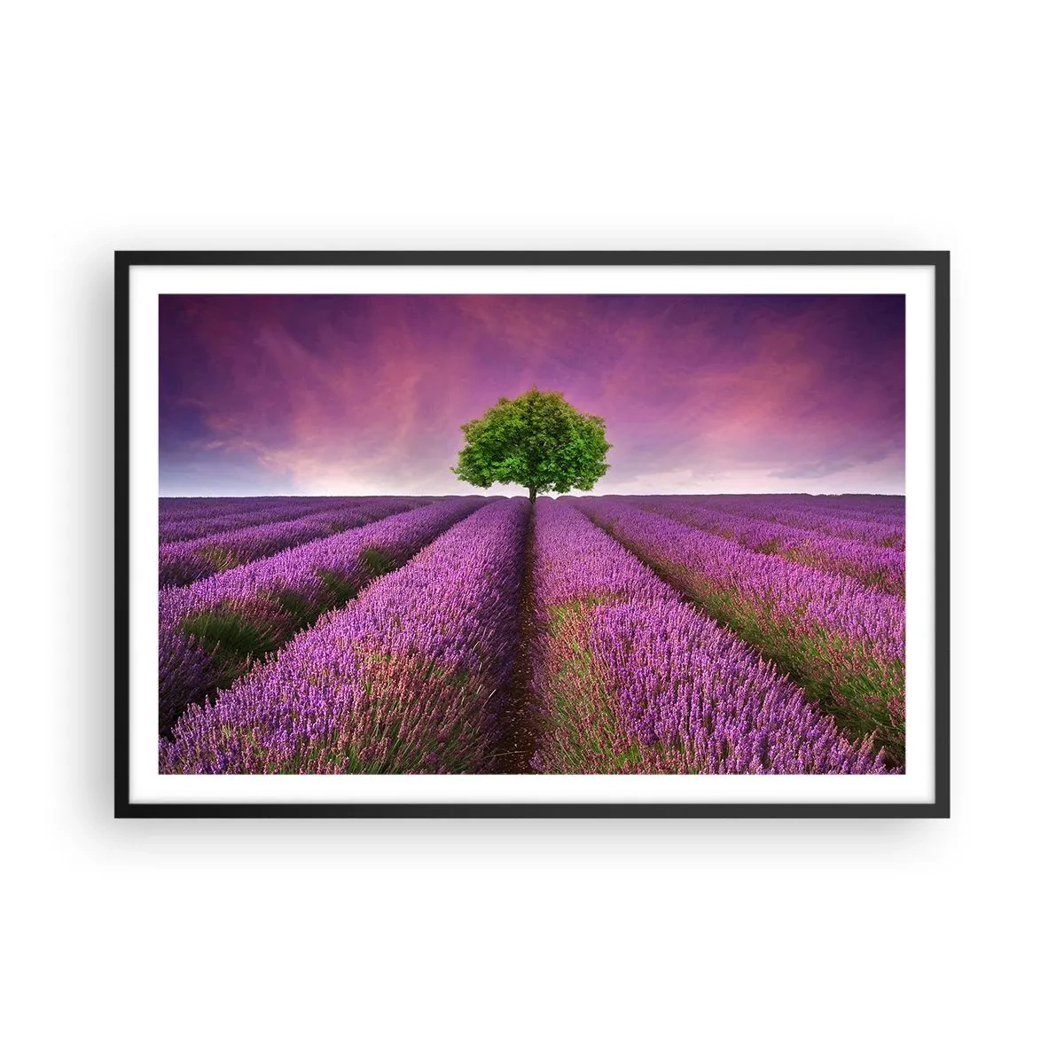 Pôster com moldura preta - Nos campos de lavanda - 91x61 cm
