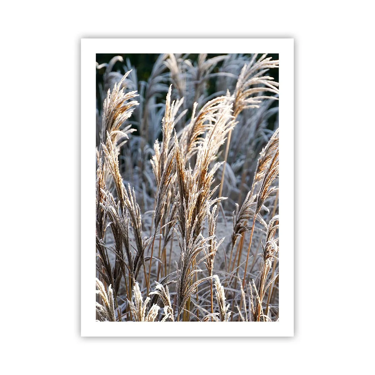 Pôster - Decorado com a geada - 50x70 cm