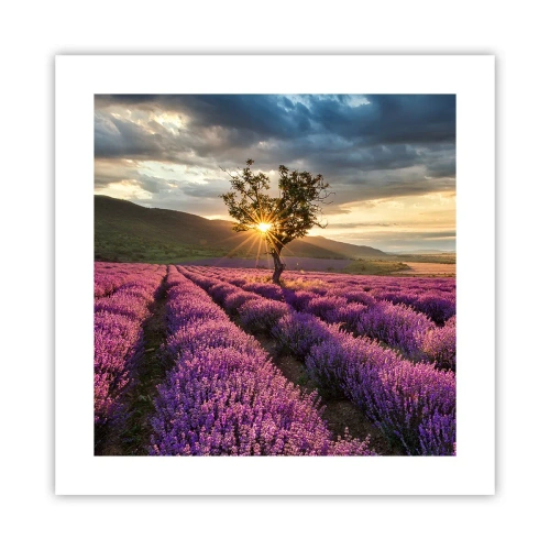Pôster - Aroma lilás - 40x40 cm