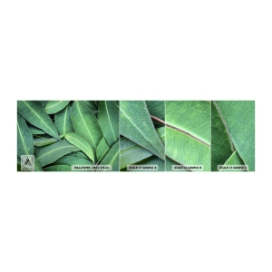 Amostra de papel de parede autocolante Deluxe Sticker - Suculentas e frescas - Folhas, Eucalipto, Natureza - 100x30 cm
