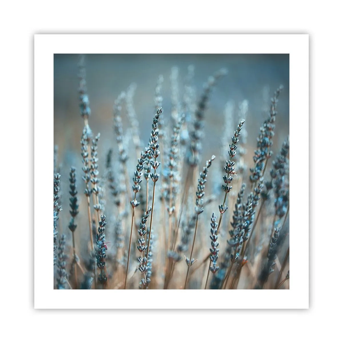 Pôster - Prado perfumado - 50x50 cm